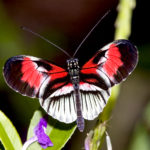 2 Heliconius melpomene ssp. _piano key_ Butterfly World 11-14-14