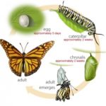 butterfly-lifecycle-300×277