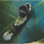 giant-swallowtail-larva-300×189