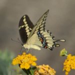 giant_swallowtail-300×300