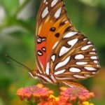 gulffritillary1-240×300