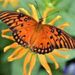 gulffritillary2-300×250