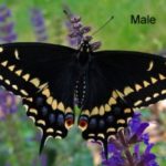 male-black-swallowtail-300×201