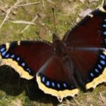 mourning_cloak-300×206