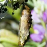 painted-lady-pupa-196×300