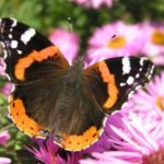 redadmiral-300×224