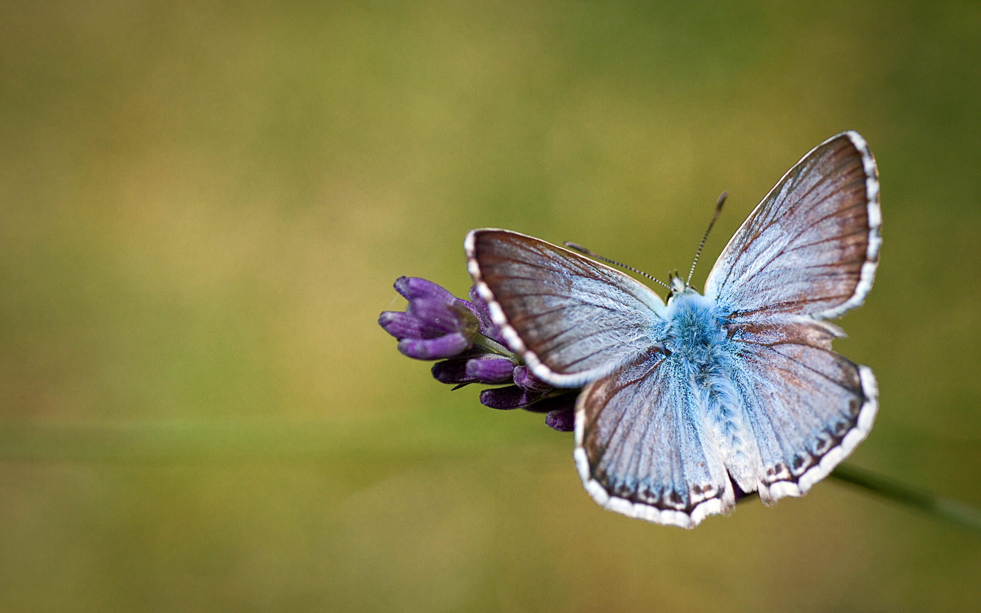 Butterfly on lavender, Provence, France