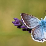 butterflies2
