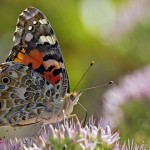 butterflies3