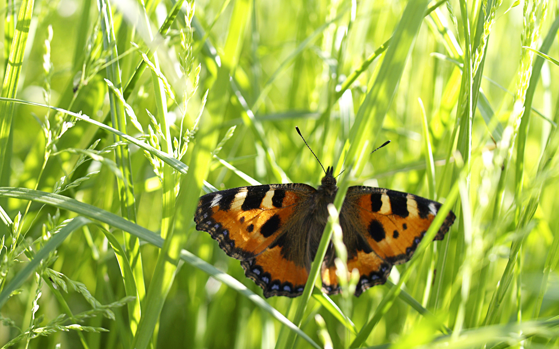 Tauri?¨ Zemgales p?av? (Butterfly in Zemgale meadow, Latvia)