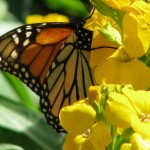 butterflies8
