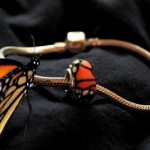 BEADcloseup
