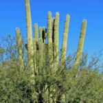 DSCN2728 Saguaro