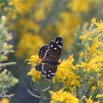 IMG_2481L