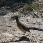 IMG_2510L