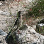 IMG_2517L
