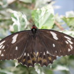 IMG_2544L