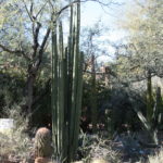 IMG_2572L
