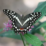 IMG_2596L