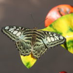 IMG_2600L