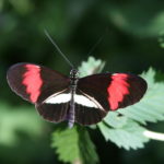 IMG_2604L
