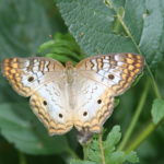IMG_2612L