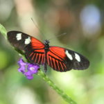 IMG_2613L