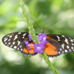 IMG_2615L