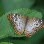 IMG_2617L