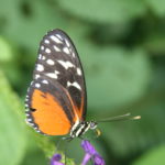 IMG_2619L