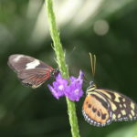 IMG_2621L