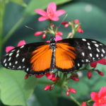 IMG_2622L
