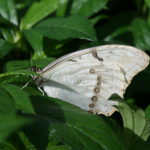 IMG_2646L