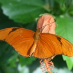 IMG_2647L