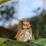 IMG_2660L