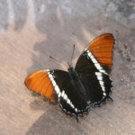 IMG_2663L