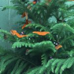 image709476753