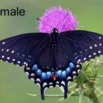 FemaleBlackSwallowtail-300×223