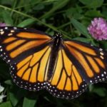 Monarch-300×199