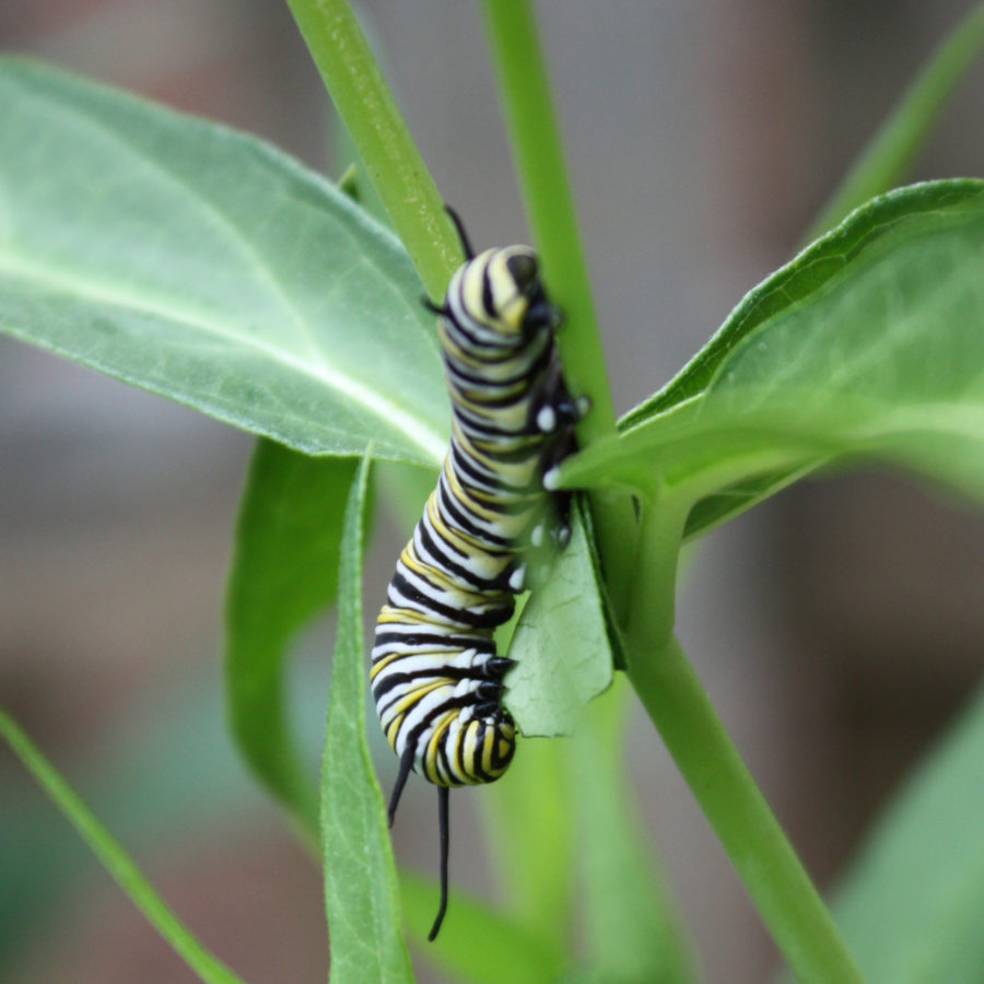 Buy Eggs Caterpillars Chrysalis Association For Butterflies