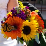 Monarch Painted Lady Butterfly