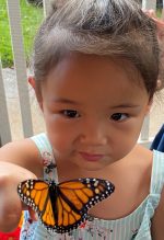 Gently hold a butterfly before it is released