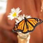 Monarchs Available Seasonally